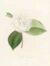 Iconographie du genre Camellia Pl.019