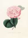 Iconographie du genre Camellia Pl.020