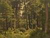Eichwald (Oak Forest)