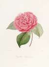 Iconographie du genre Camellia Pl.021