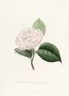 Iconographie du genre Camellia Pl.022