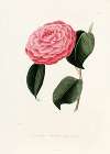 Iconographie du genre Camellia Pl.023