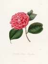 Iconographie du genre Camellia Pl.024