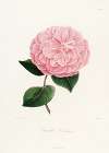 Iconographie du genre Camellia Pl.026