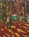 Sonnenflecken im Tannenwald
