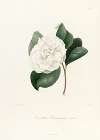 Iconographie du genre Camellia Pl.027