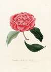 Iconographie du genre Camellia Pl.028