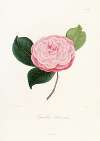 Iconographie du genre Camellia Pl.029