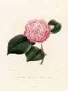 Iconographie du genre Camellia Pl.030