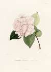 Iconographie du genre Camellia Pl.031