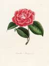 Iconographie du genre Camellia Pl.032