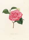 Iconographie du genre Camellia Pl.033
