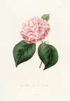 Iconographie du genre Camellia Pl.034