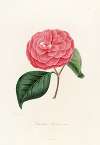 Iconographie du genre Camellia Pl.035