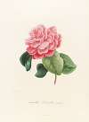 Iconographie du genre Camellia Pl.036