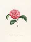 Iconographie du genre Camellia Pl.037