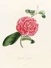 Iconographie du genre Camellia Pl.038