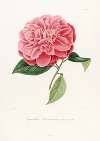 Iconographie du genre Camellia Pl.039