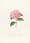 Iconographie du genre Camellia Pl.040