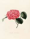 Iconographie du genre Camellia Pl.041