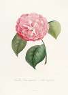 Iconographie du genre Camellia Pl.042