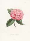 Iconographie du genre Camellia Pl.043