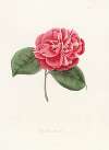 Iconographie du genre Camellia Pl.045