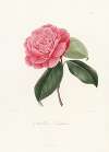Iconographie du genre Camellia Pl.046