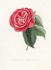 Iconographie du genre Camellia Pl.047