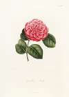Iconographie du genre Camellia Pl.049