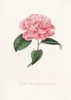 Iconographie du genre Camellia Pl.050