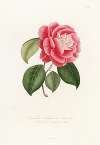 Iconographie du genre Camellia Pl.051