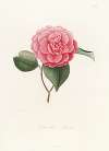 Iconographie du genre Camellia Pl.052