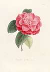 Iconographie du genre Camellia Pl.053