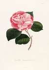 Iconographie du genre Camellia Pl.054