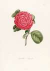 Iconographie du genre Camellia Pl.055