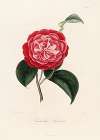 Iconographie du genre Camellia Pl.056