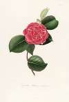 Iconographie du genre Camellia Pl.057