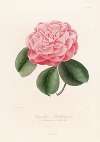 Iconographie du genre Camellia Pl.058