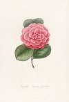 Iconographie du genre Camellia Pl.059