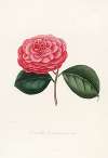 Iconographie du genre Camellia Pl.060