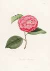 Iconographie du genre Camellia Pl.061