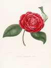 Iconographie du genre Camellia Pl.062