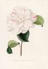 Iconographie du genre Camellia Pl.063