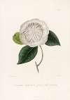 Iconographie du genre Camellia Pl.065