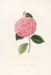 Iconographie du genre Camellia Pl.066