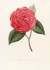Iconographie du genre Camellia Pl.067