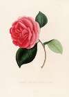 Iconographie du genre Camellia Pl.069