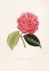 Iconographie du genre Camellia Pl.070