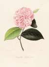 Iconographie du genre Camellia Pl.071